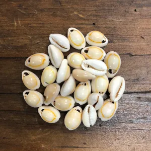 Cowrie Shells (25 grams) - Yellowish Cream