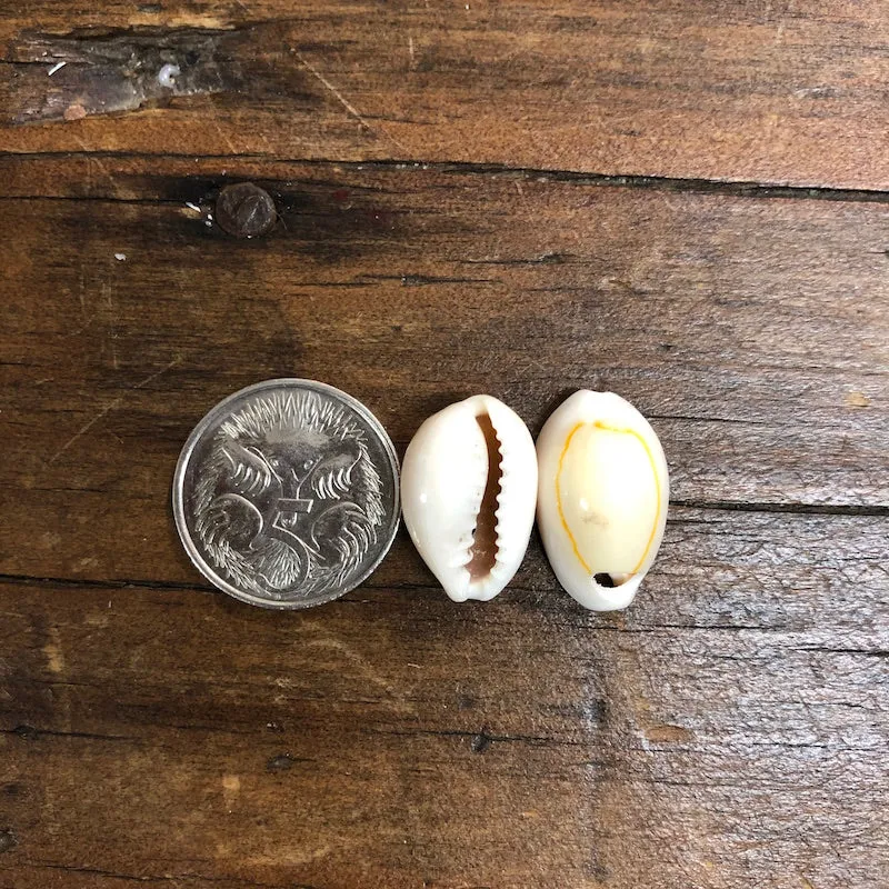 Cowrie Shells (25 grams) - Yellowish Cream